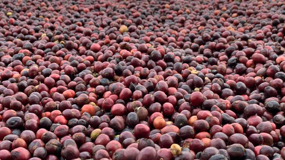 Die Innovation: Anaerobic Robusta