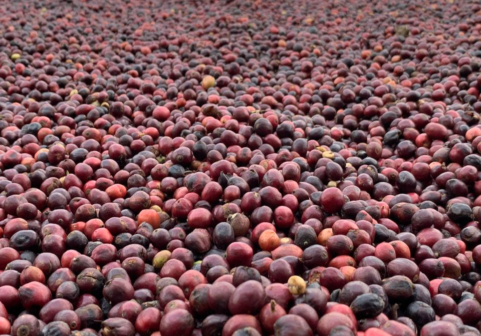 Die Innovation: Anaerobic Robusta