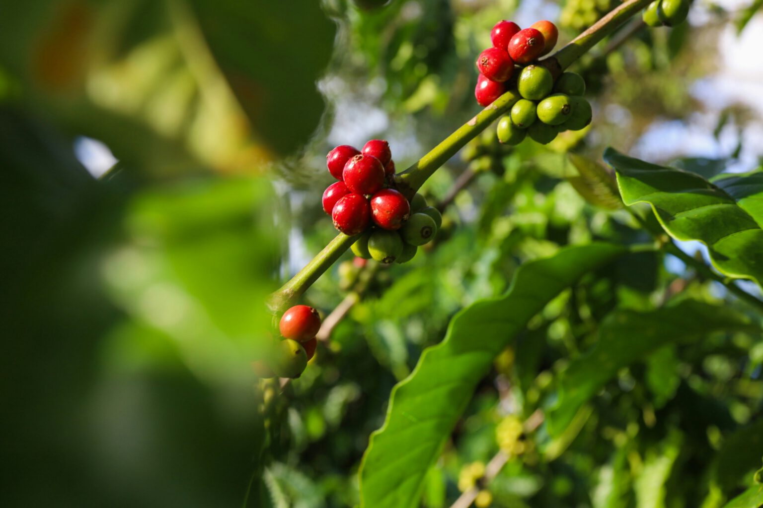 Das Potenzial von Geschmack und Qualität des Kaffees