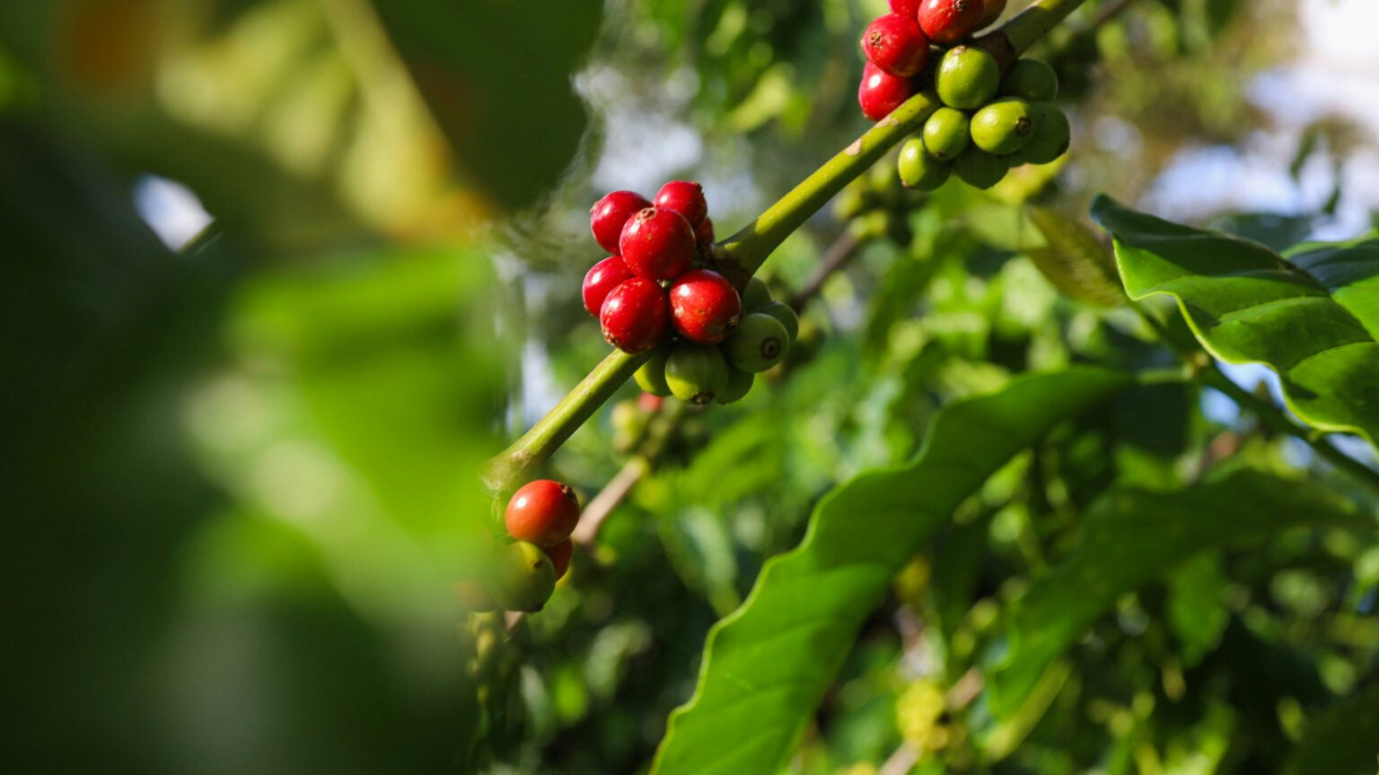 Das Potenzial von Geschmack und Qualität des Kaffees
