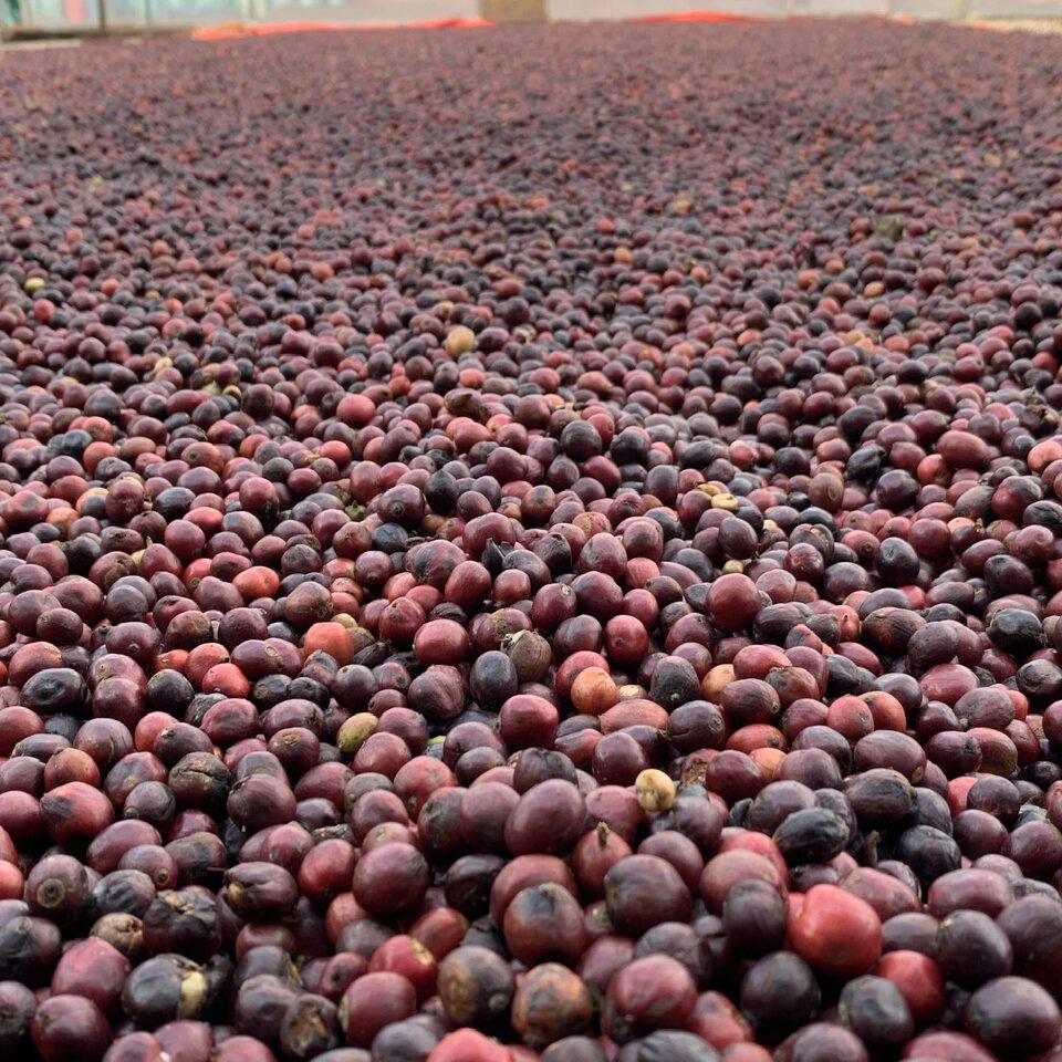 FINE ANAEROBIC ROBUSTA NATURAL