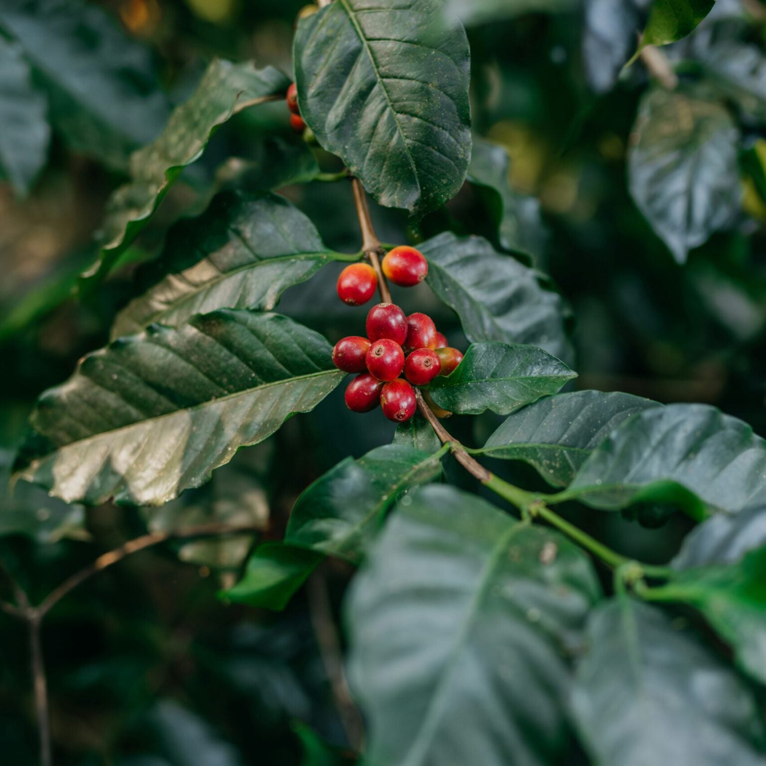 FINE ANAEROBIC ROBUSTA BLACK HONEY