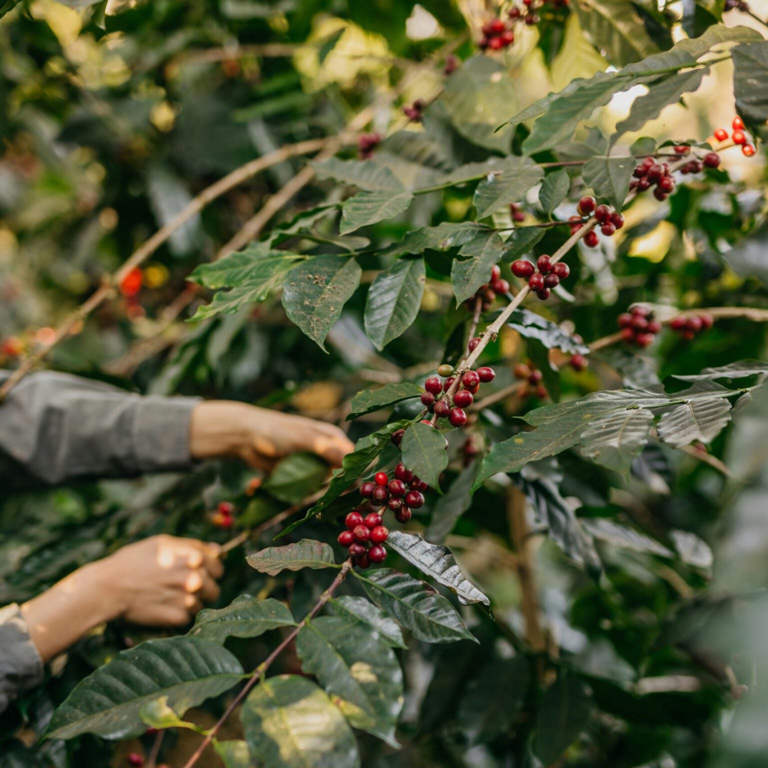 Fine Robusta Red Honey
