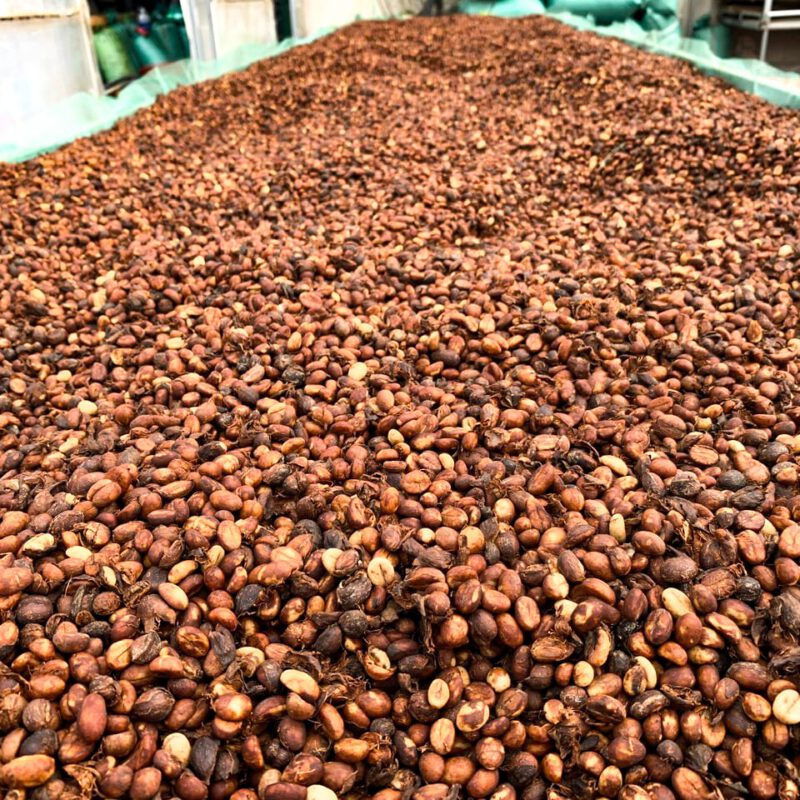Fine Robusta Red Honey