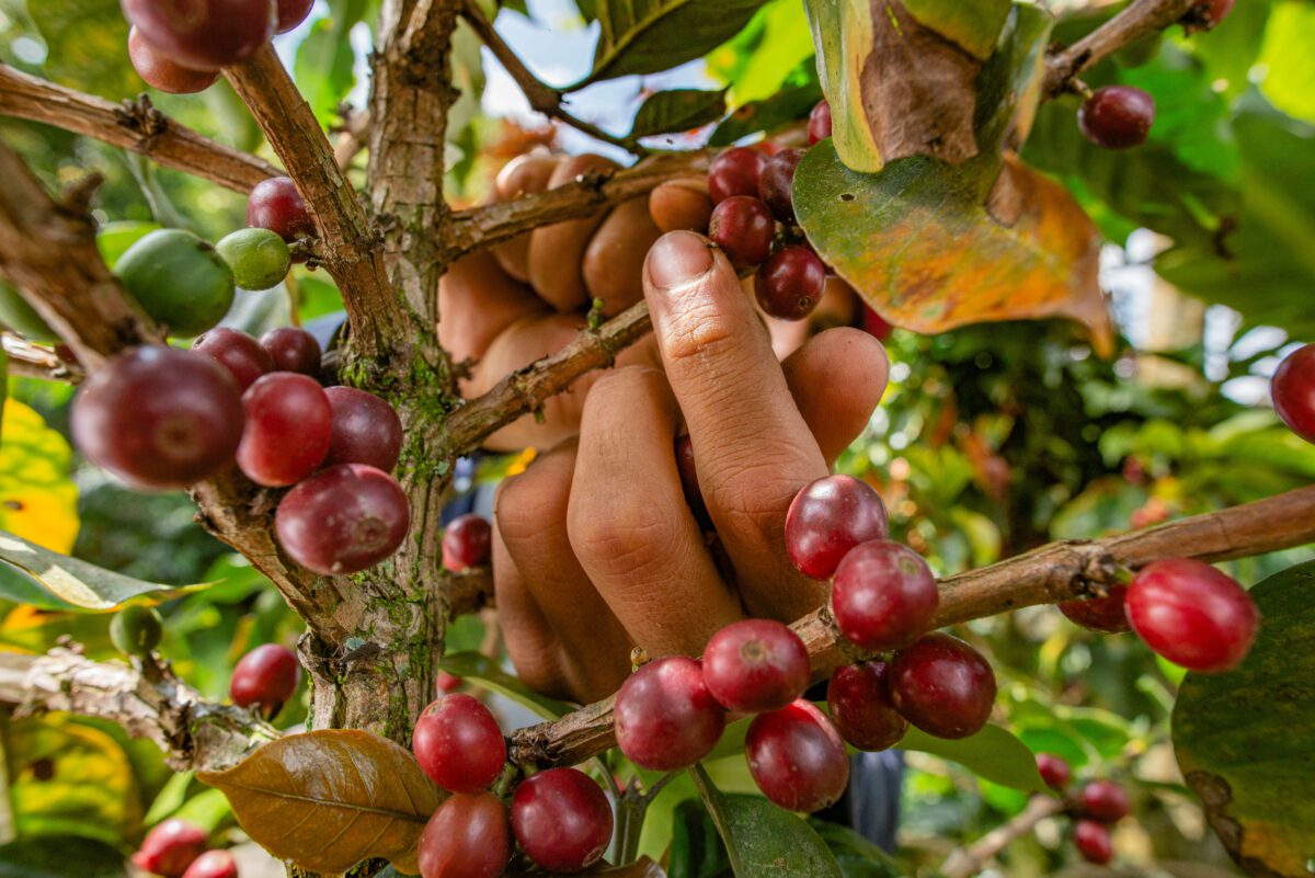 Fine Robusta Yellow Honey