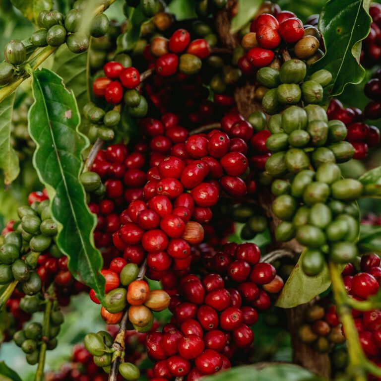 Arabica Son La