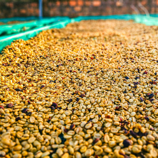 Fine Robusta Yellow Honey