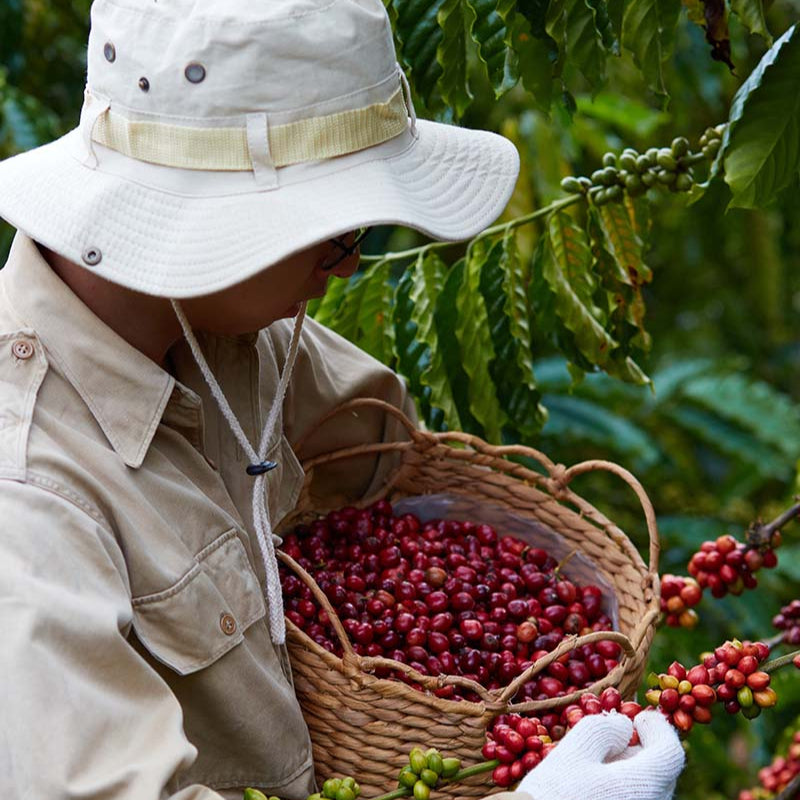 FINE ANAEROBIC ROBUSTA NATURAL
